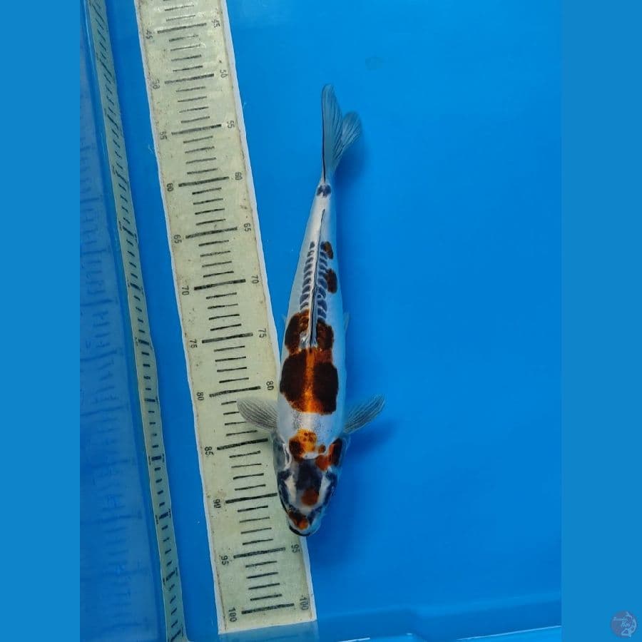 Kiko 40cm