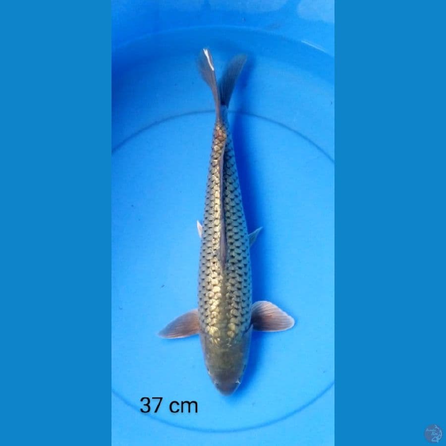 soragoi full ginrin punuk 37 cm