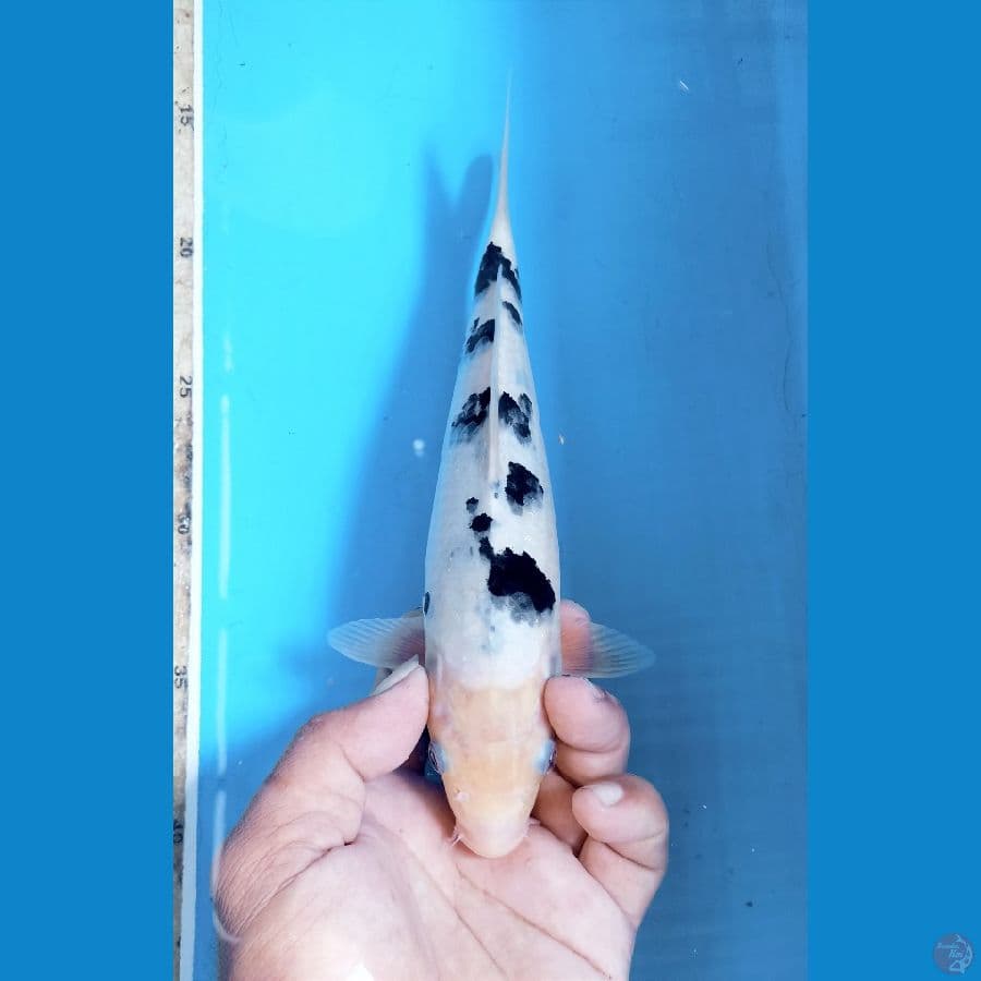Bekko 24cm