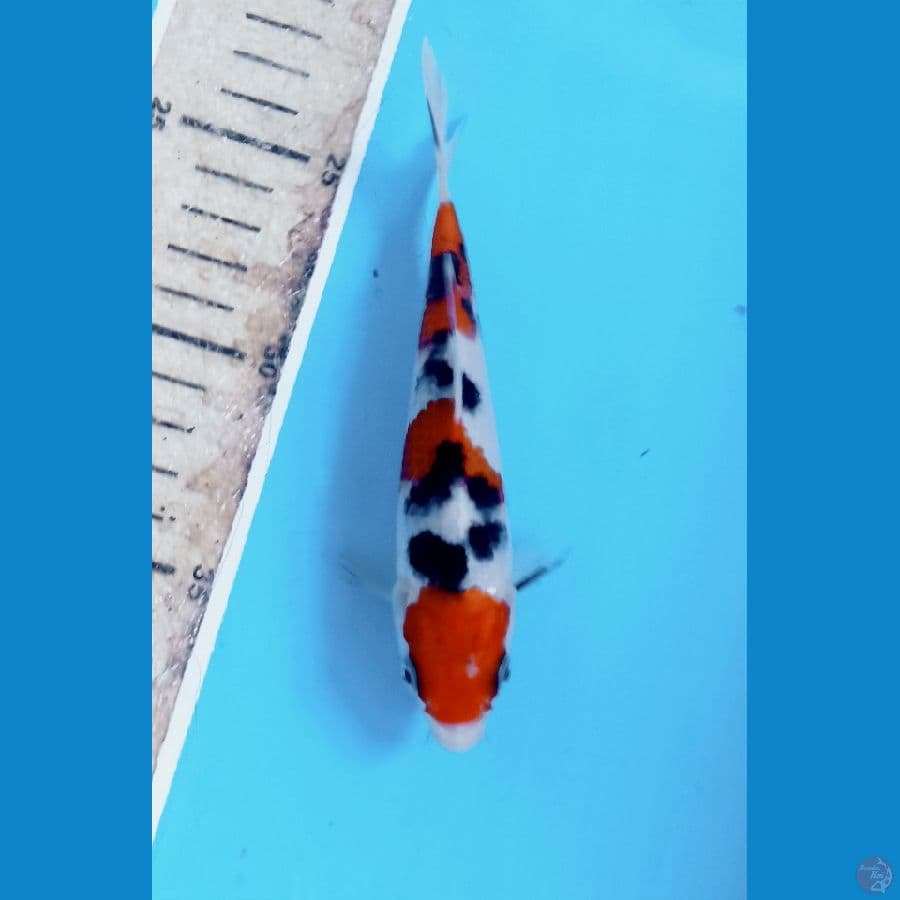 Sakne 15cm