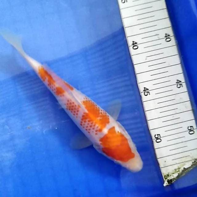 Kanoko kohaku
