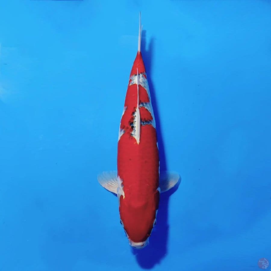 1.GOSHIKI RACING SQ 40CM FEMALE