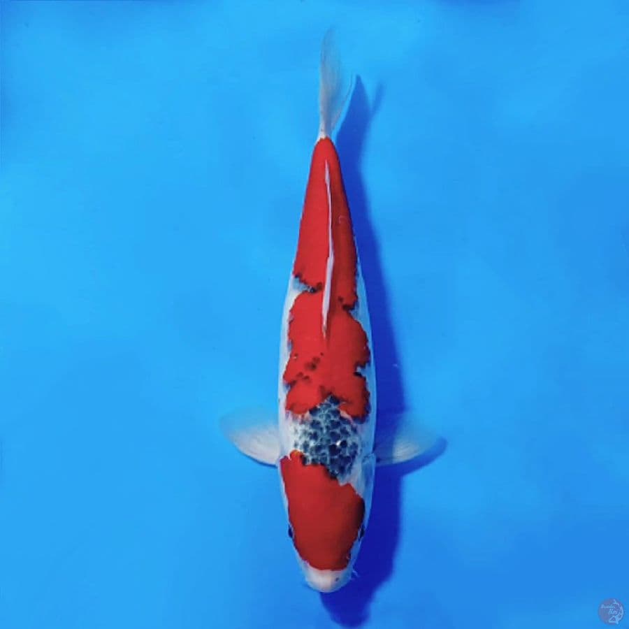 3.GOSHIKI RACING SQ 33CM FEMALE