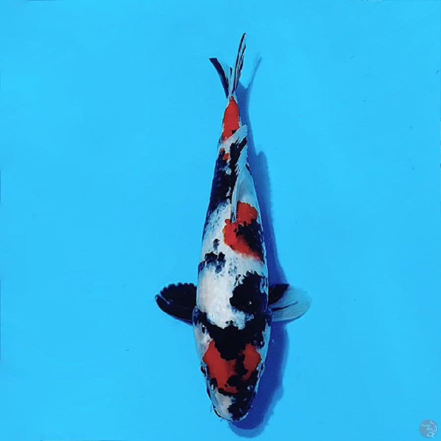 4.MARUTEN KINDAI SHOWA 30CM FEMALE