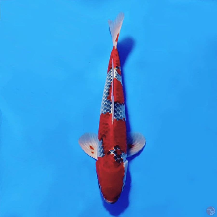 6.RED GOSHIKI JANTAN 35CM MALE