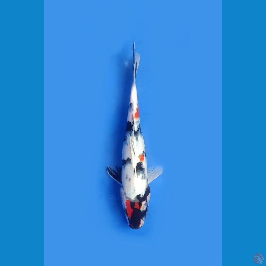 Showa | 25cm