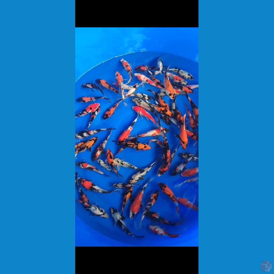 Showa Mix 12-18cm 75 ekor