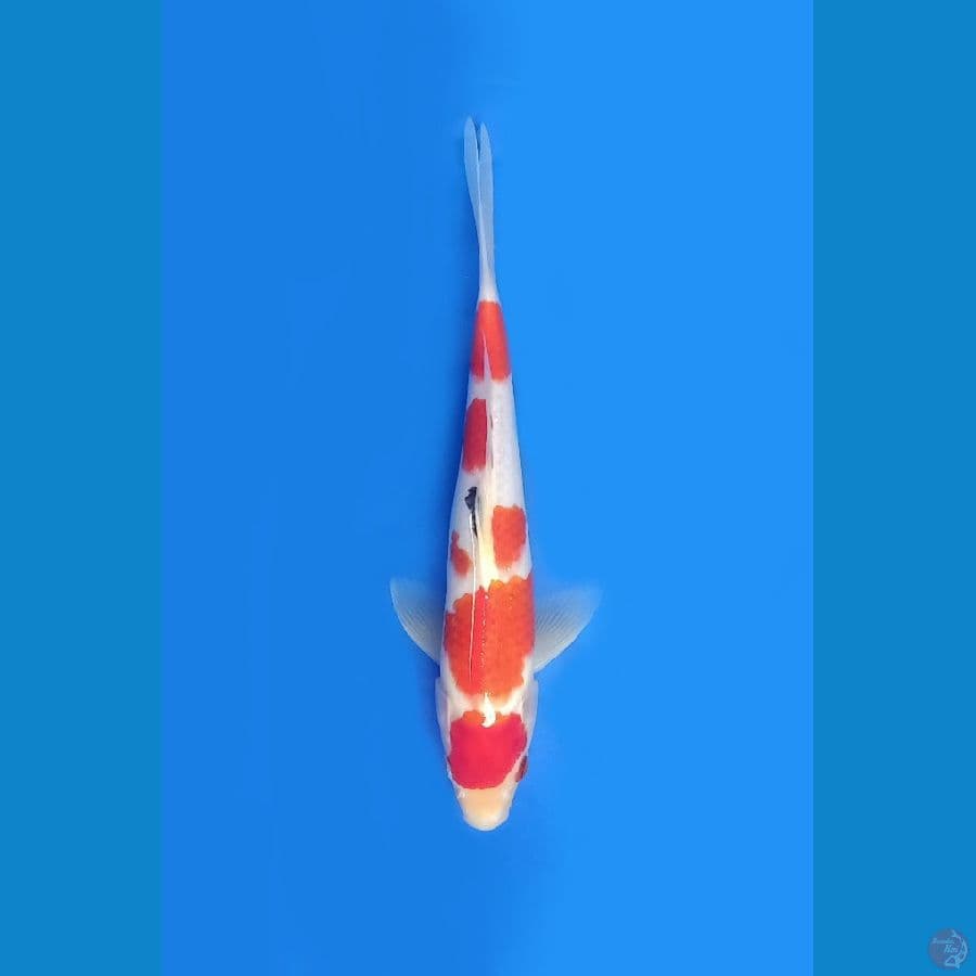 Sanke Godan | 29 cm