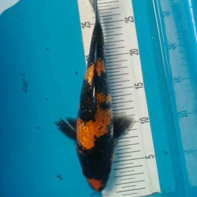 hi showa 28 cm