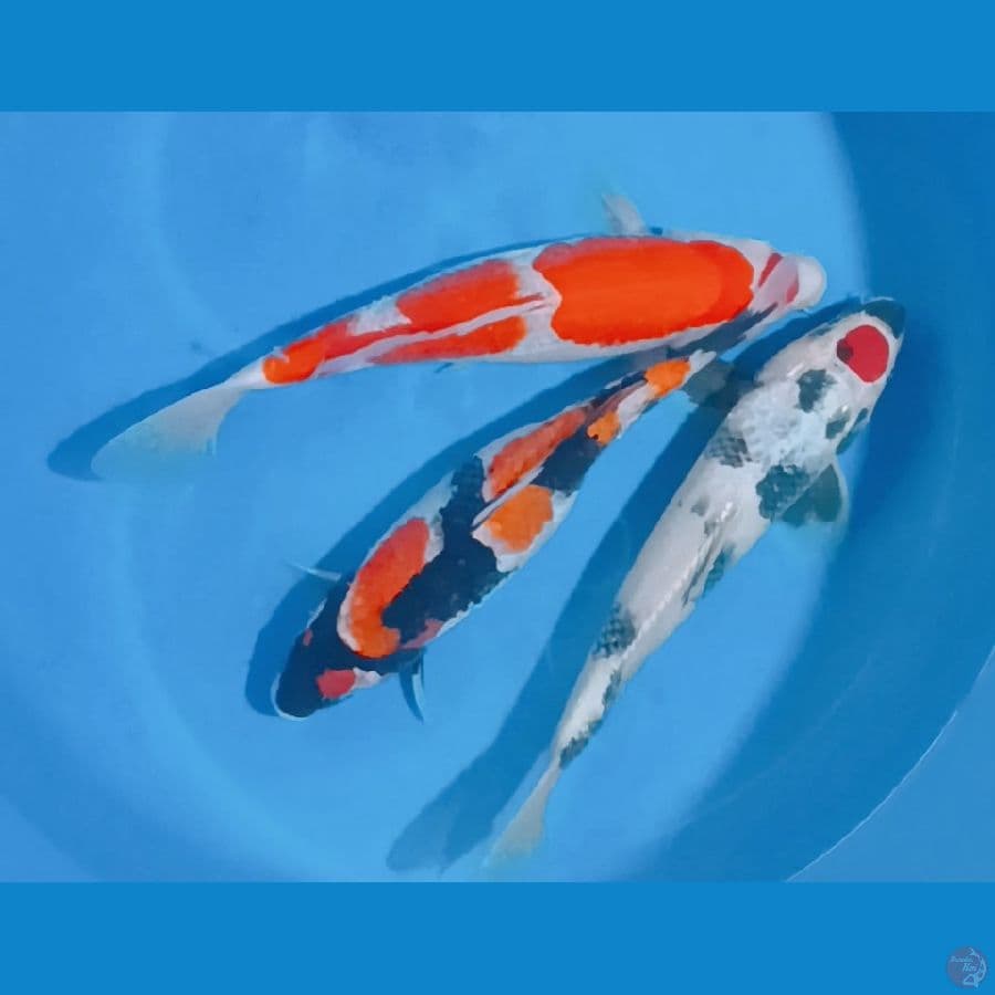 mixs 30-33-34 cm