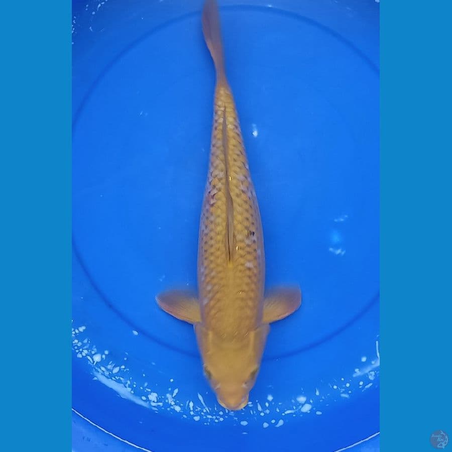 Midori | 45 cm