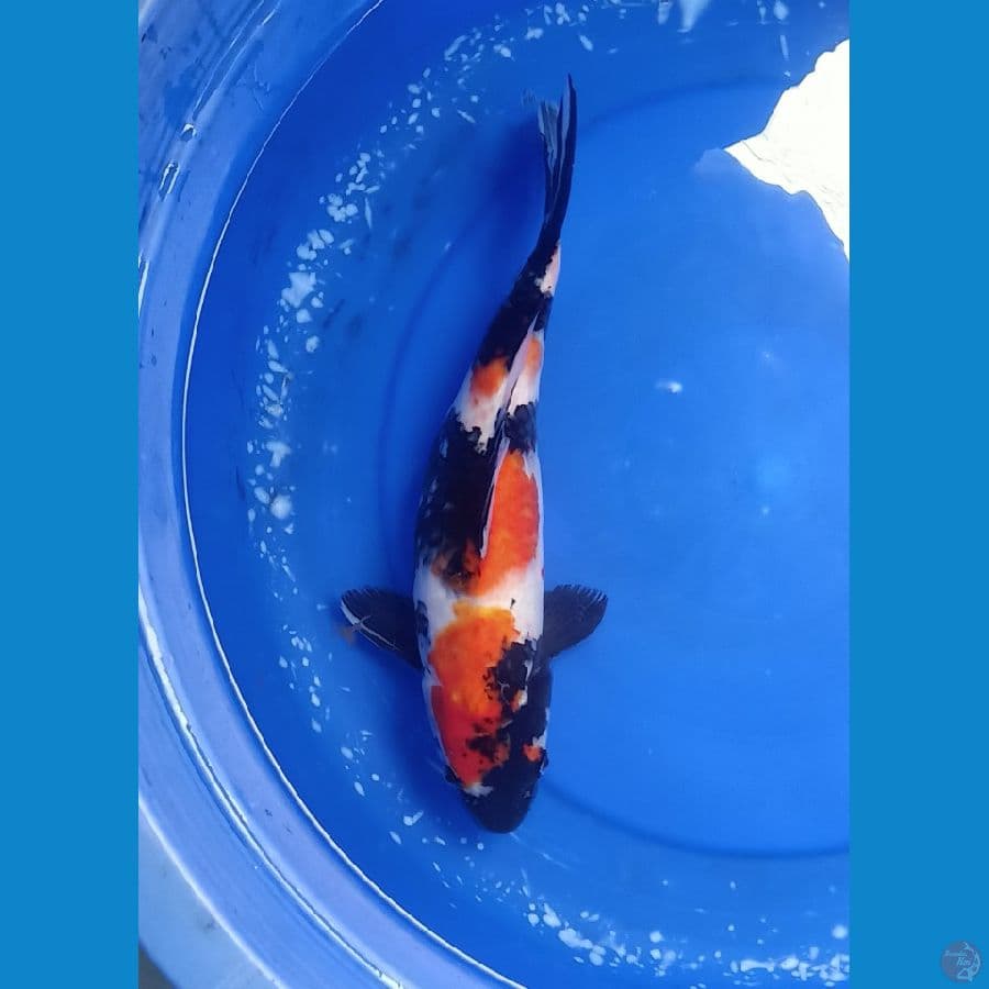 Showa | 38 cm