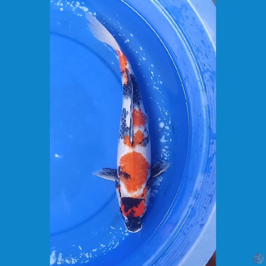 Showa | 44cm