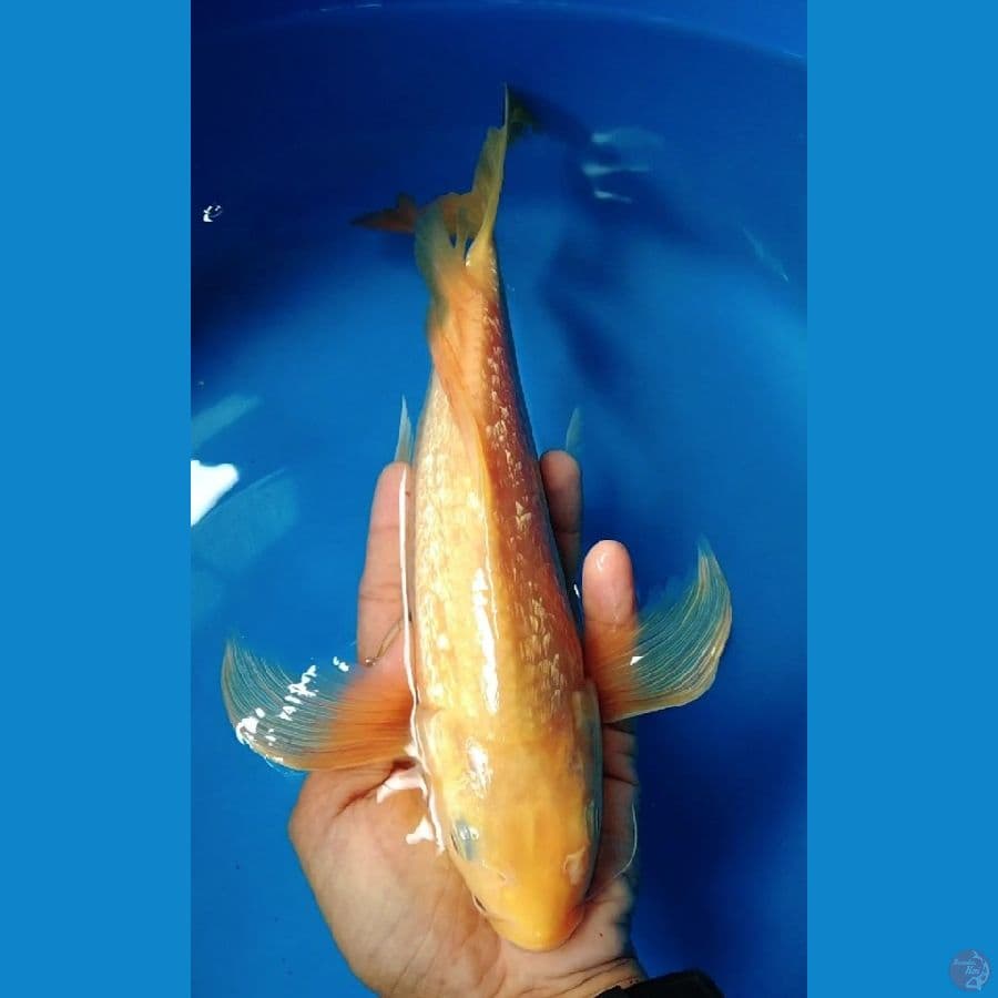 karasi kumpay jantan 35cm ginrin