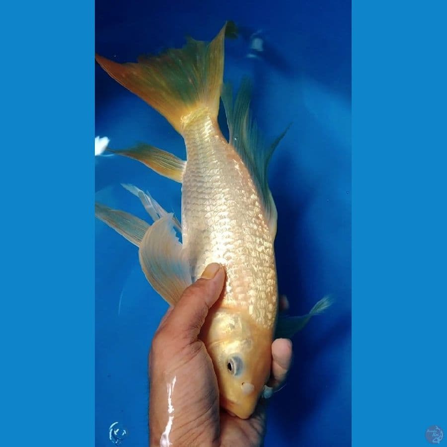 karasi kumpay jantan 35cm ginrin