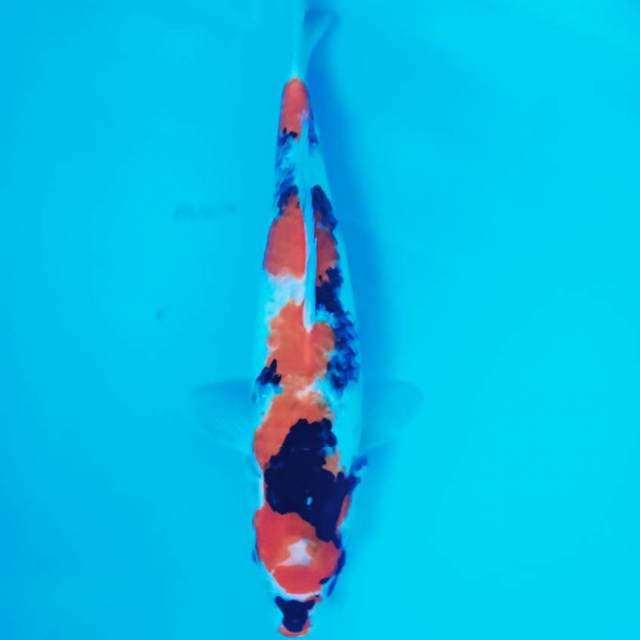 Showa 40 cm