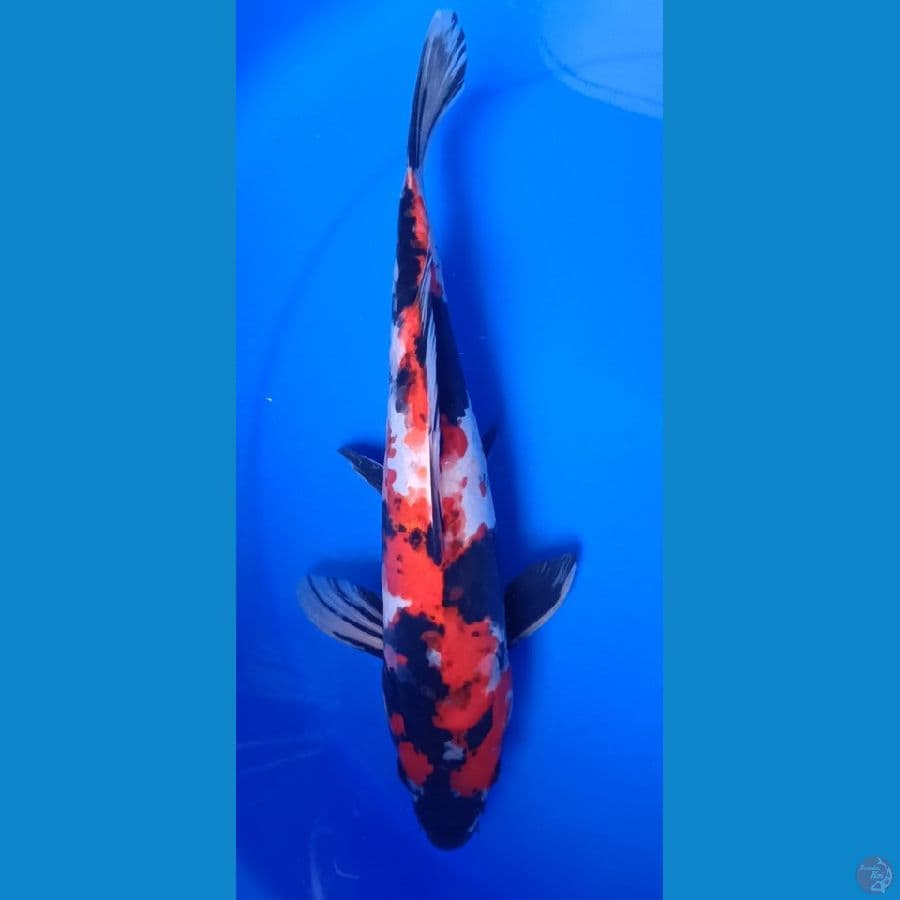 showa doitshu 34cm