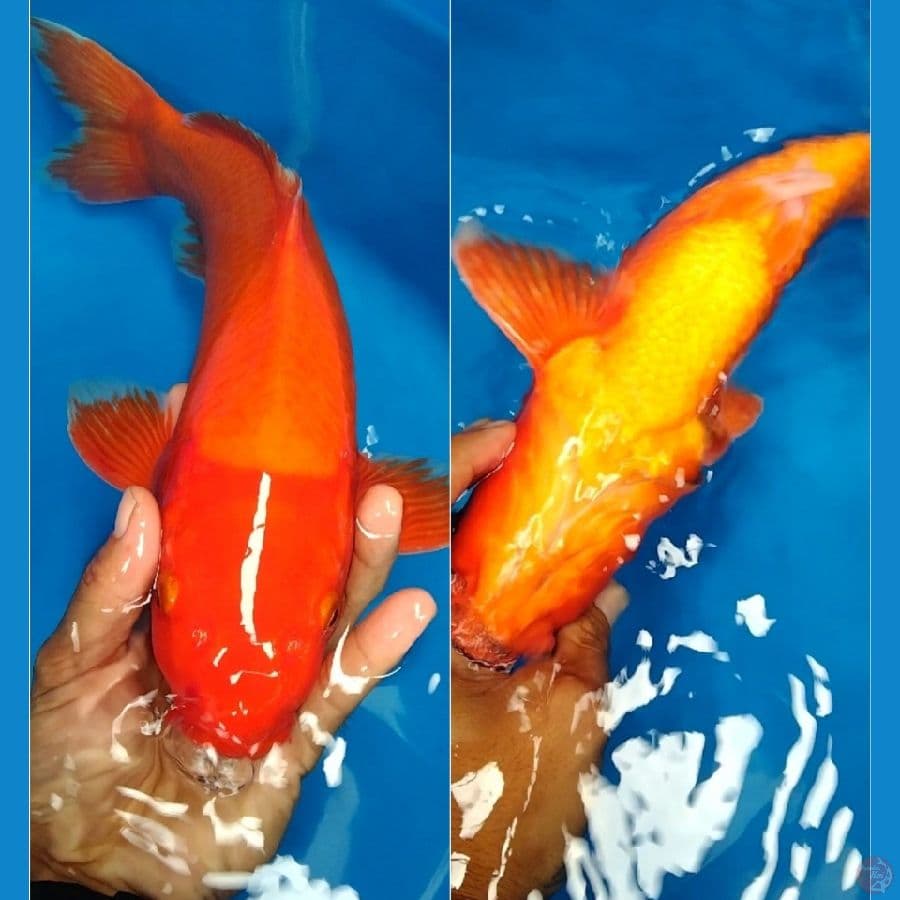 benigoi red strong 45cm jantan
