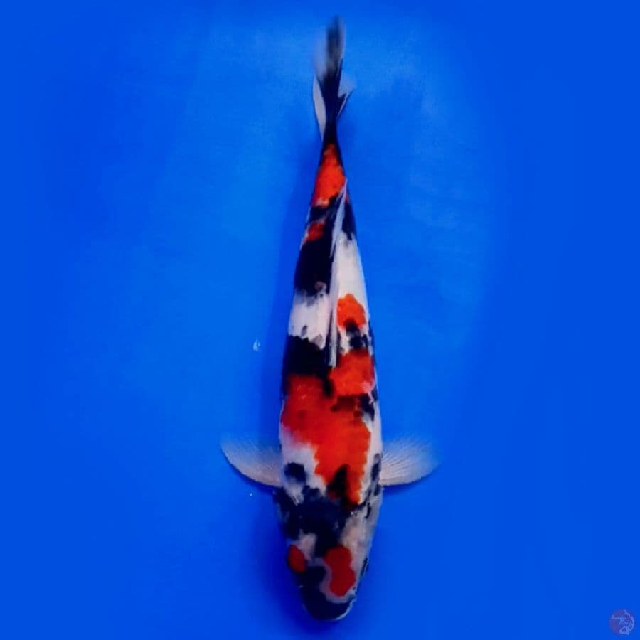 showa 32cm male