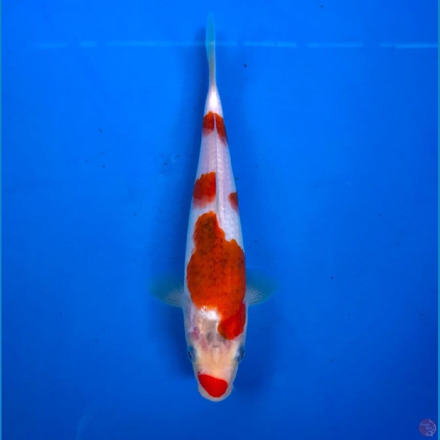 goromo 23cm
