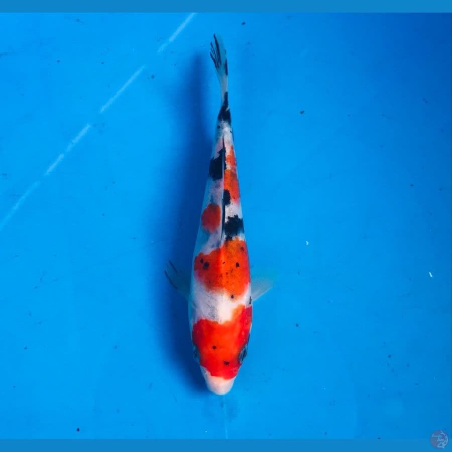 sanke 15cm