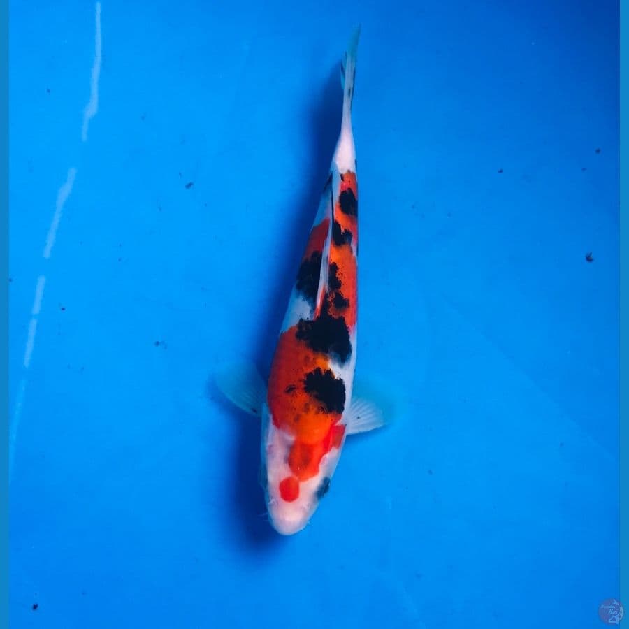 sanke 20cm
