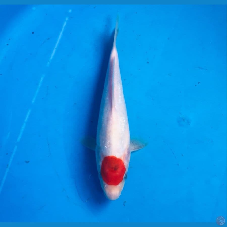 tancho 21cm