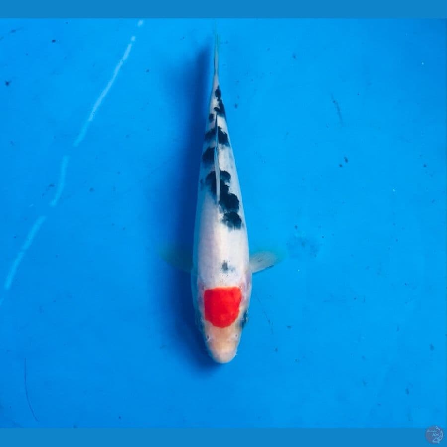tancho sanke 17cm