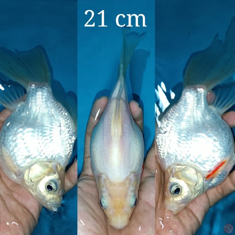 Tamasaba Long Tail