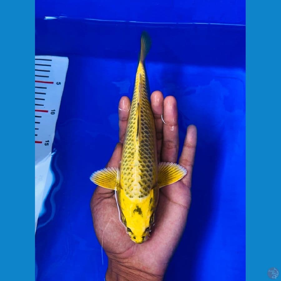 mukasi 26 cm