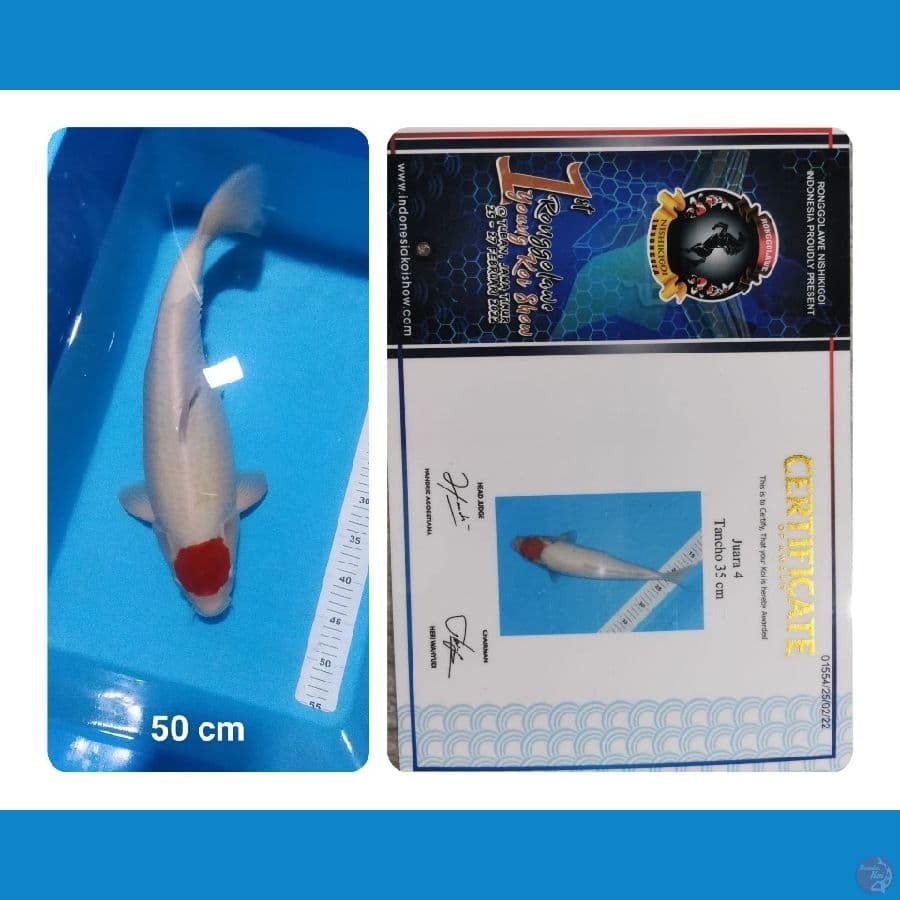 Tancho Kohaku Jumbo prestasi