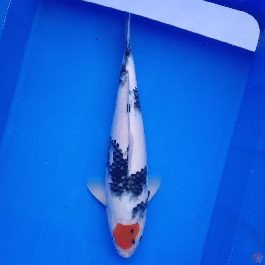 TANCHO SHOWA JANTAN 38CM