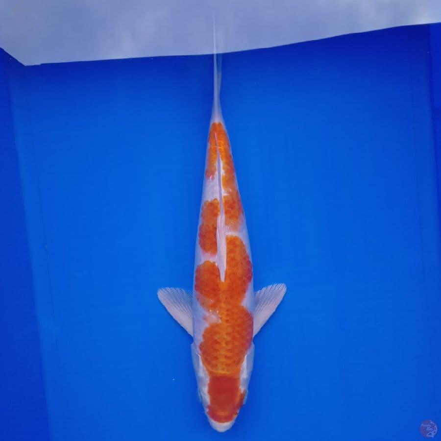 INAZUMA HARIWAKE JANTAN 35CM