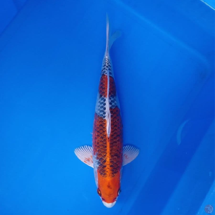 KUJAKU MALE 34CM