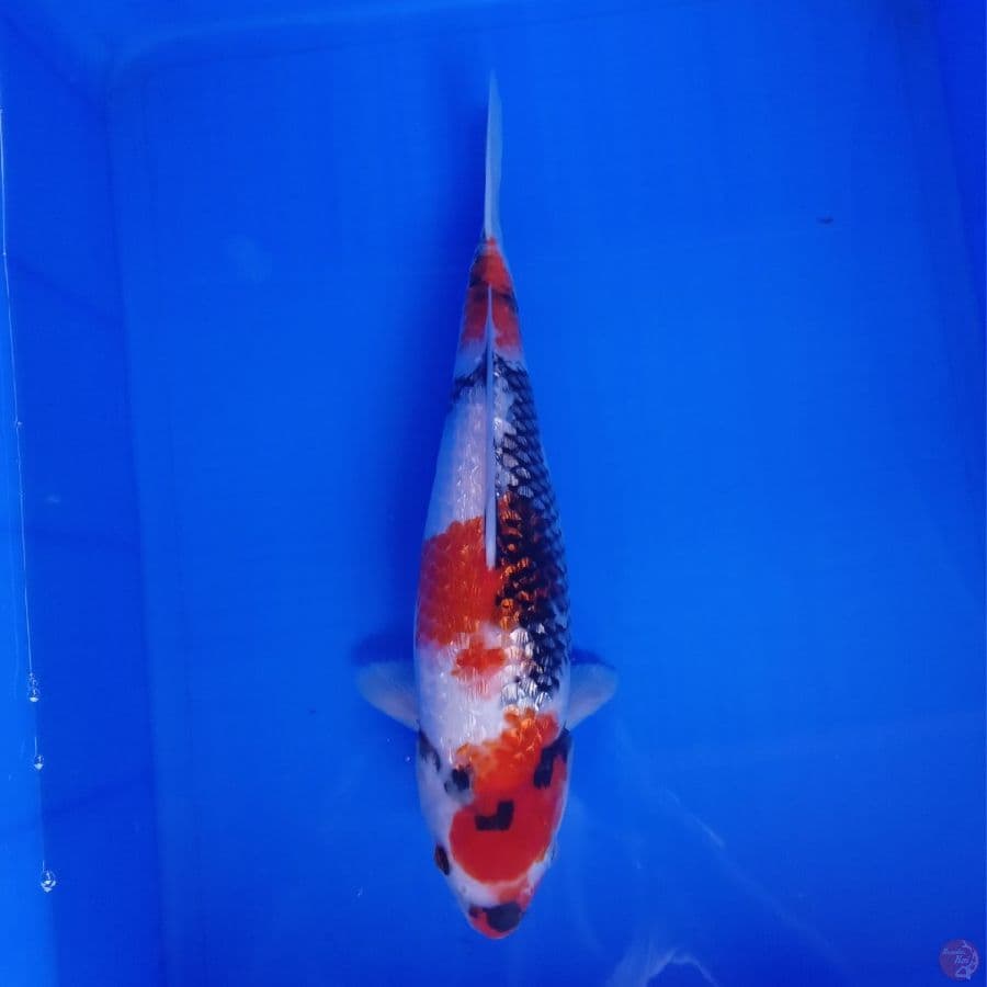 SHOWA GINRIN 35CM KINYIS-KINYIS