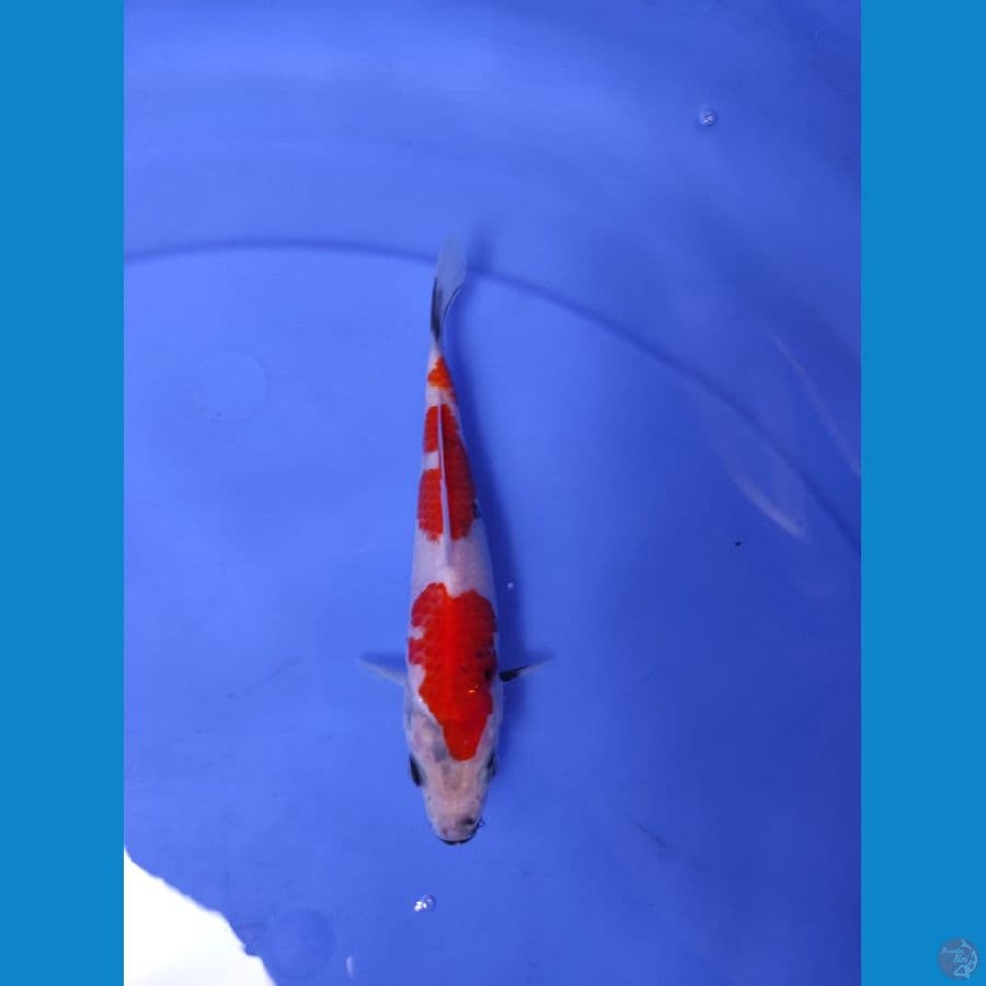 tategoi showa 17cm