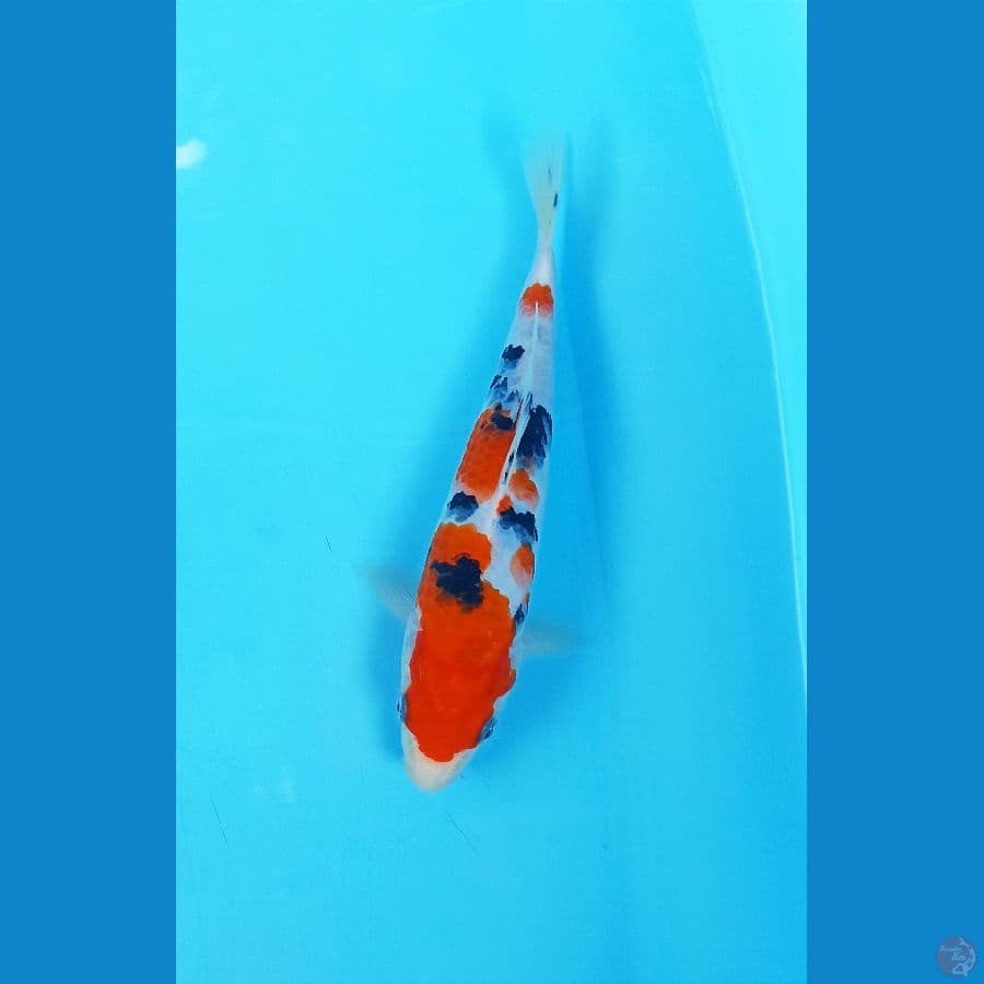 Sanke 21cm
