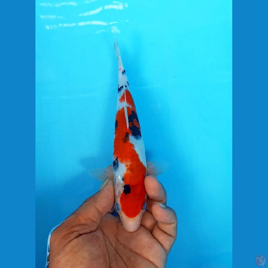sanke 22cm