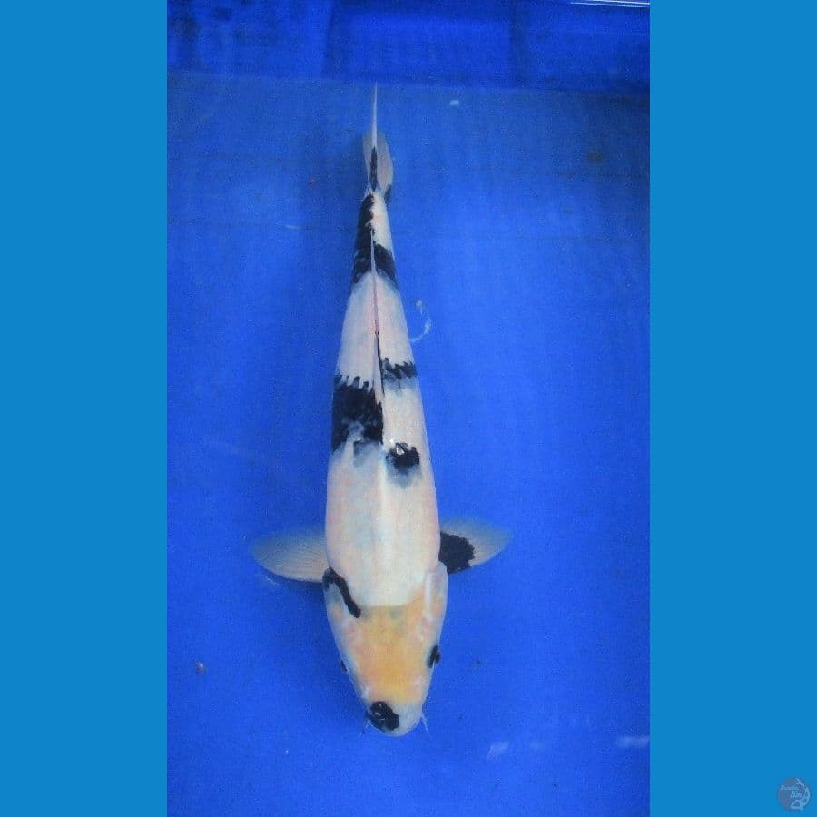 shiro ±37cm