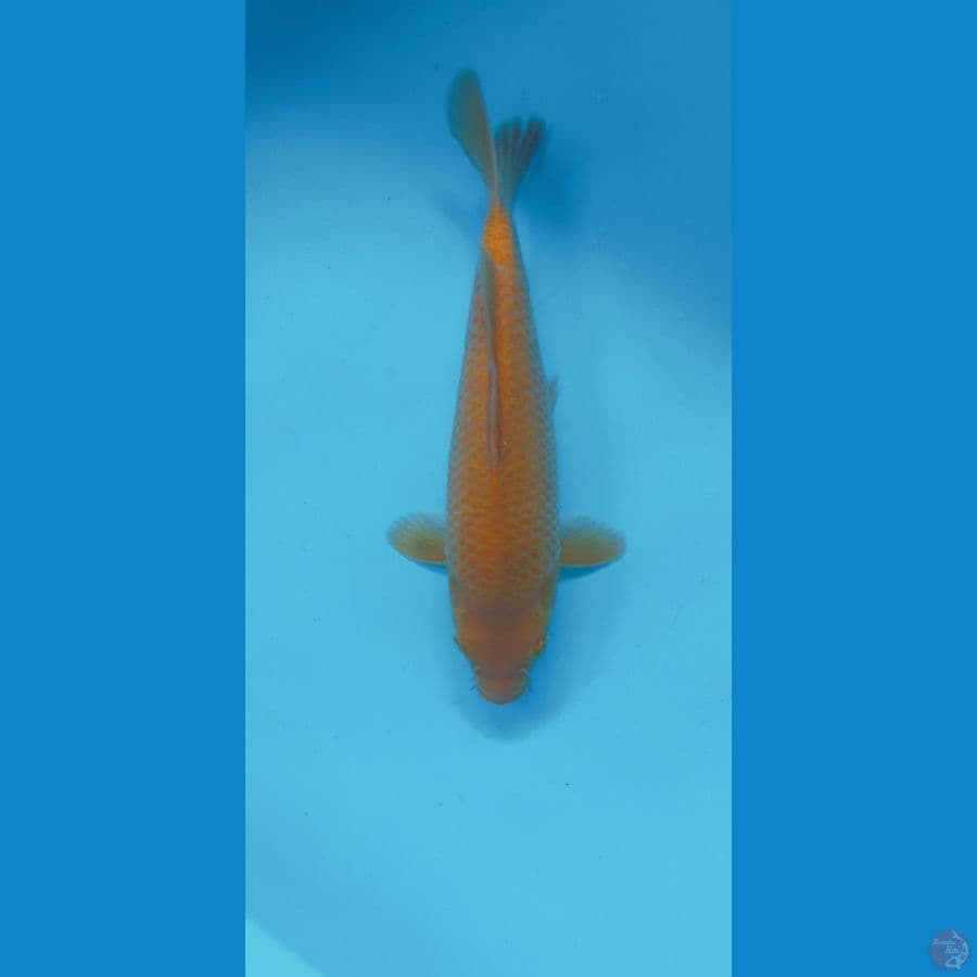 CARAMEL 26CM (MALE)