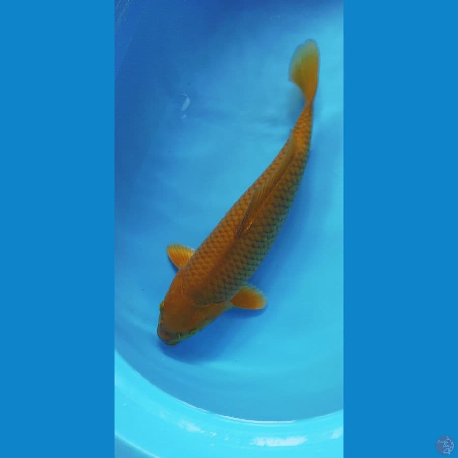 CHAGOI 40CM (FEMALE)