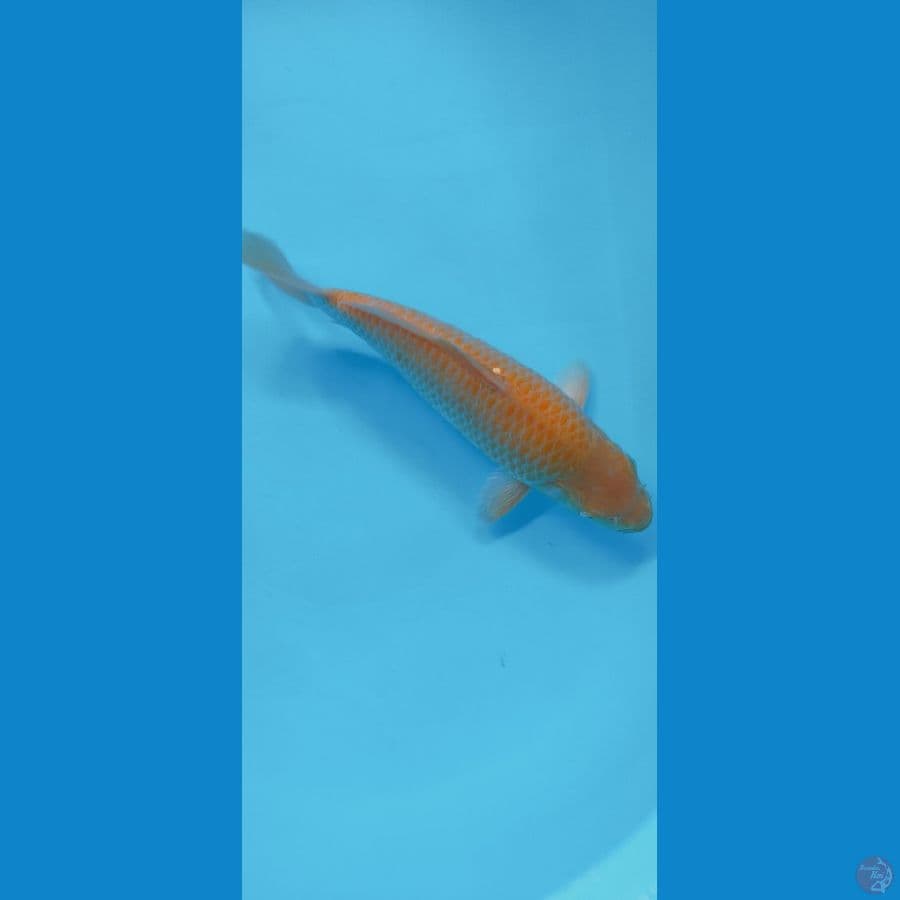 KARASI CORN 27CM (MALE)