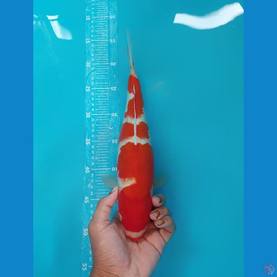 37cm Female cut 10harian