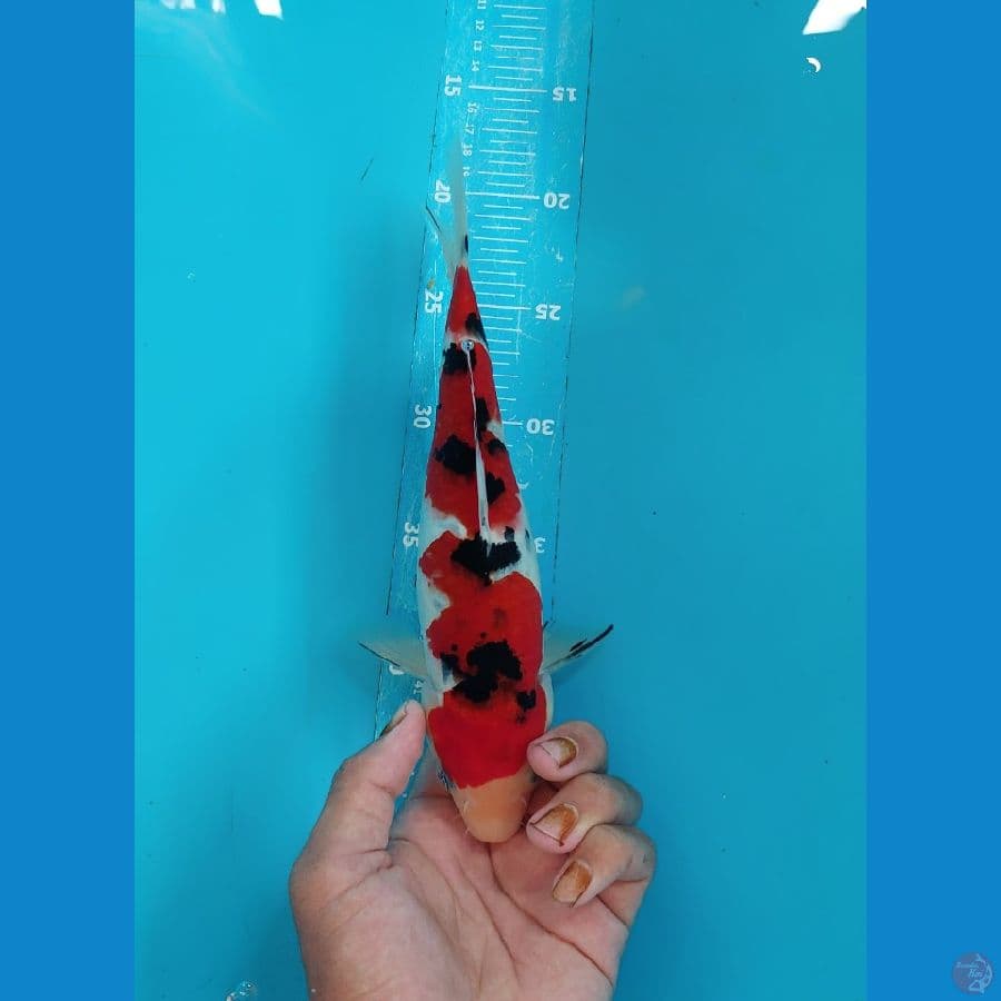 27cm female sanke