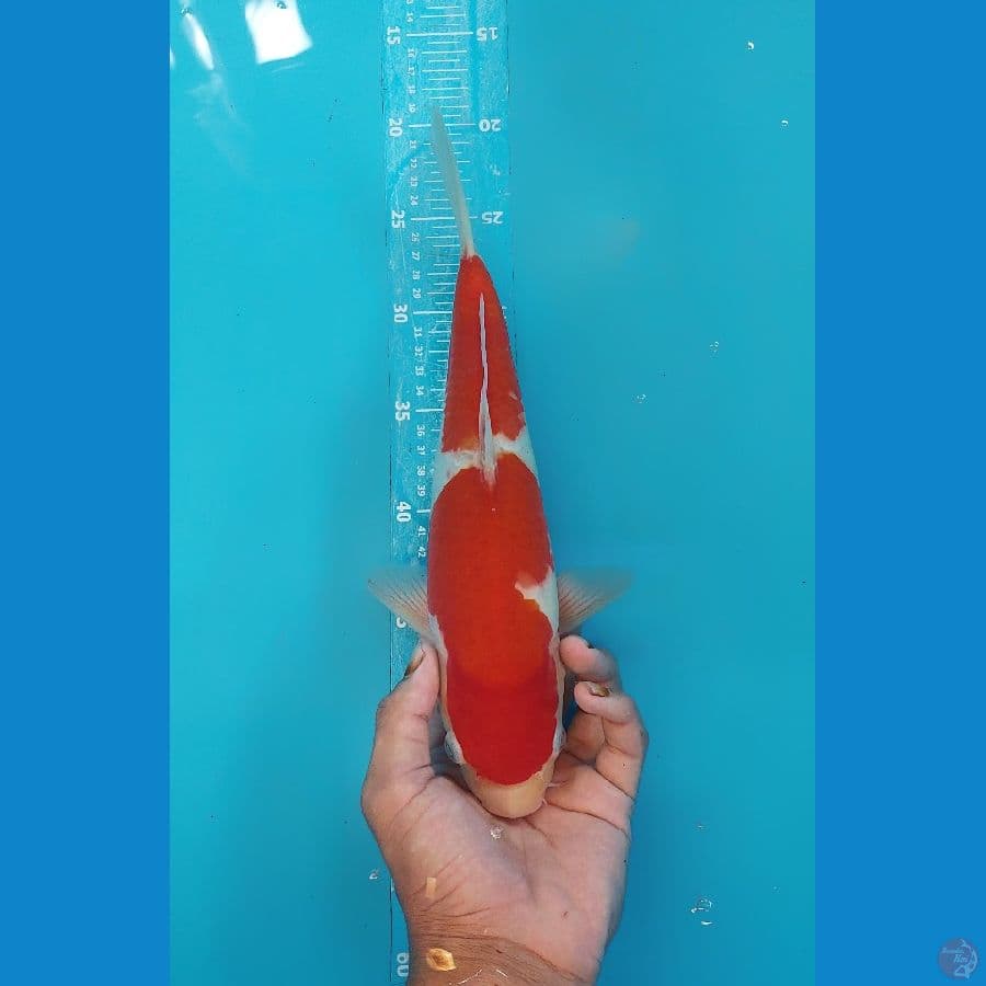 34cm female