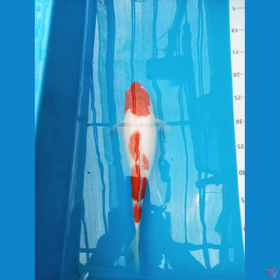kohaku bulky