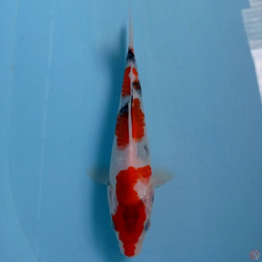 sanke, 21 cm