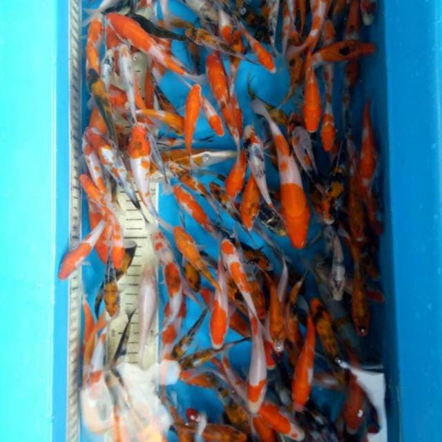 Mix kohaku showa shiro 200 ekor