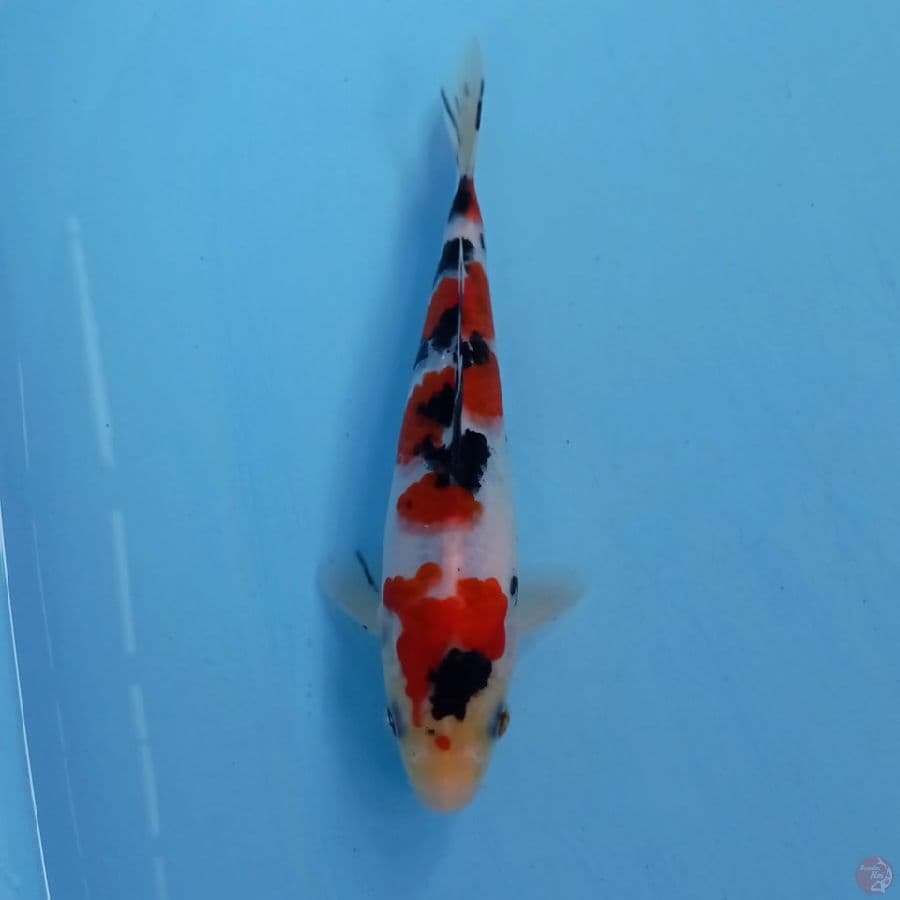 sanke, 18 cm