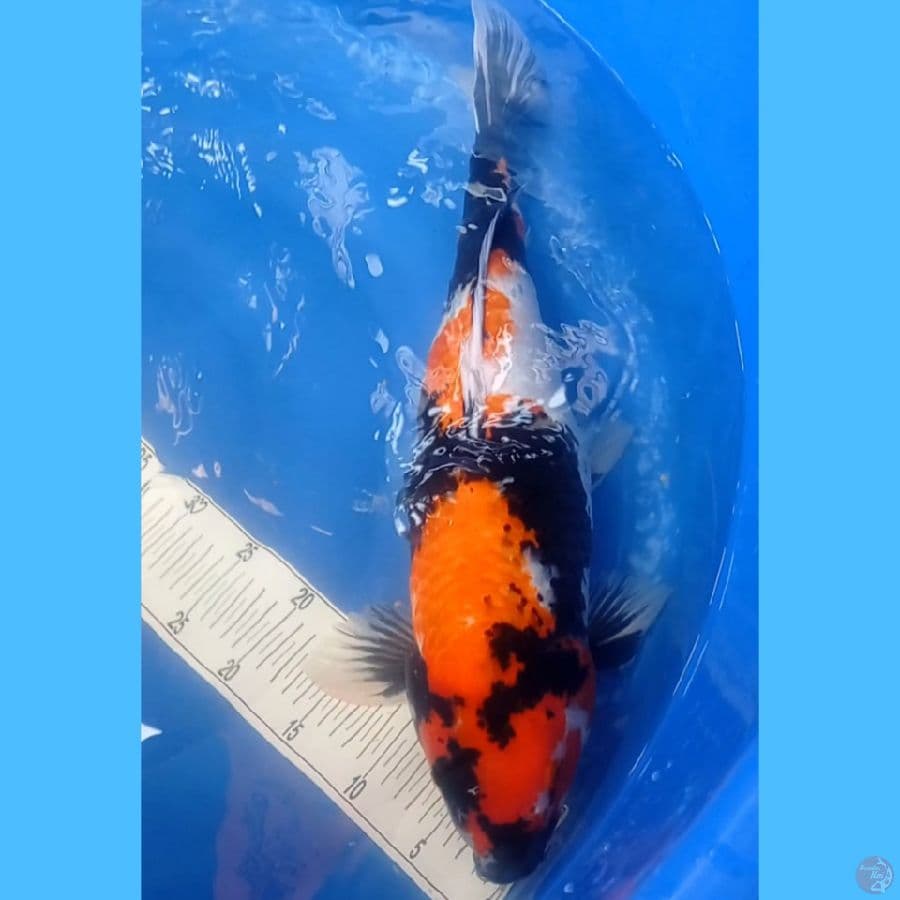 Showa jumbo 59 cm